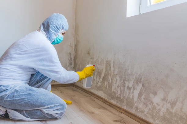 Black mold inspection in Williamstown